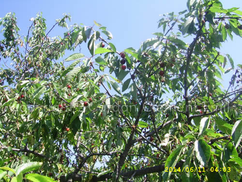 Ciresul - pom fructifer